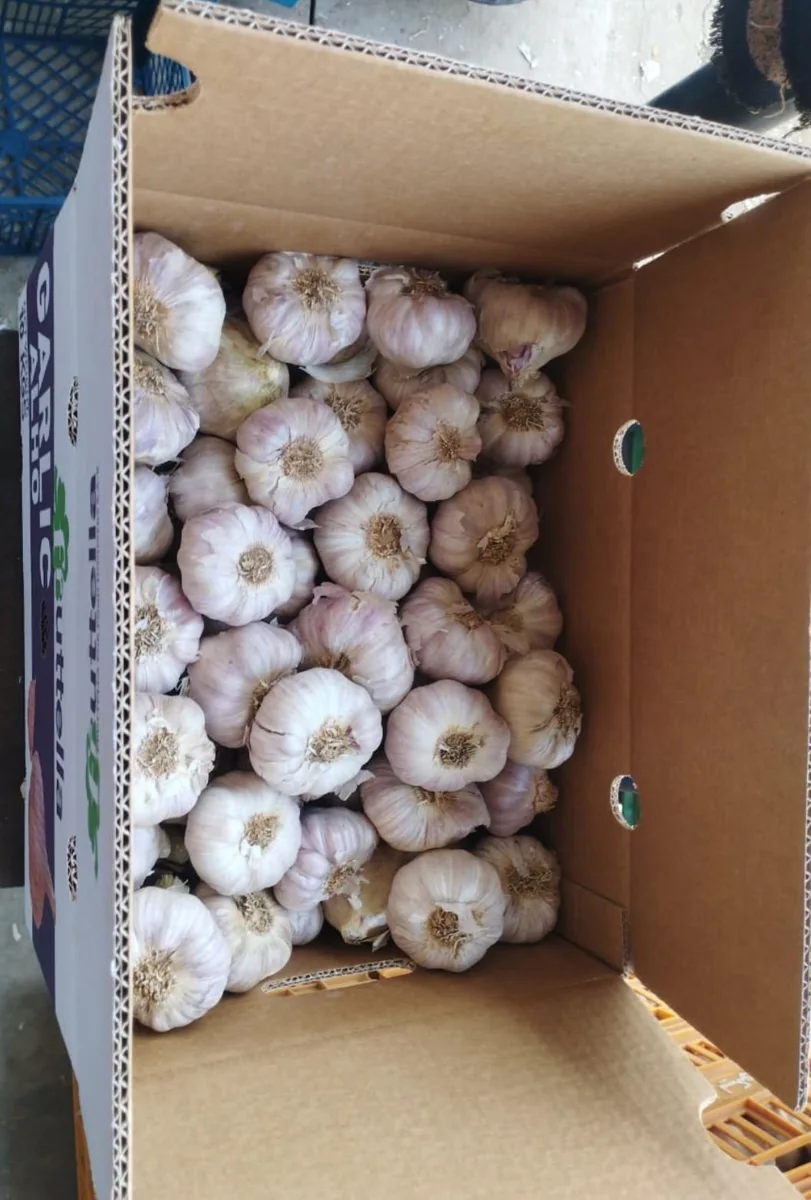 Egyptian Garlic