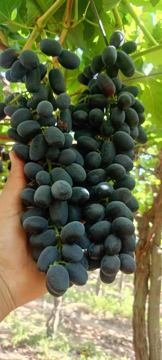 Egyptian Grapes