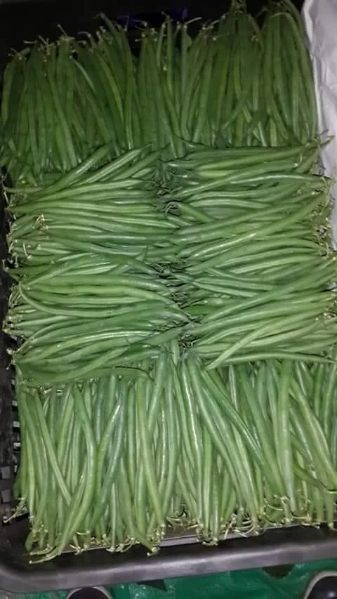Egyptian Green beans