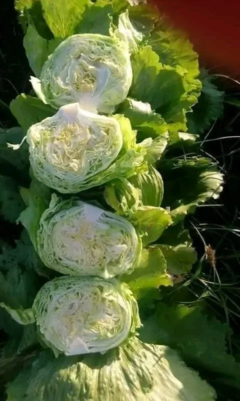 Egyptian Lettuce