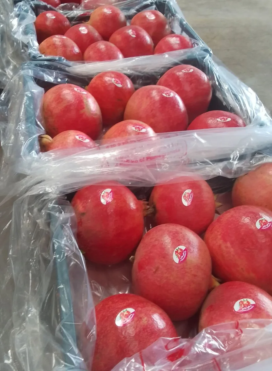 Egyptian Pomegranates