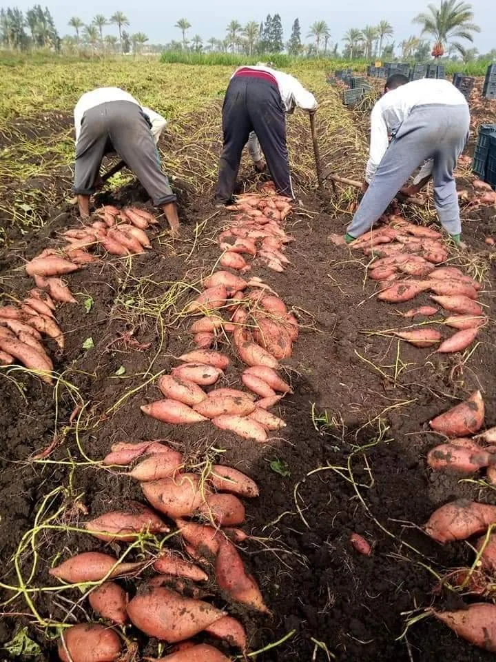 Sweet potato harvesting in a field, from the Frutera website gallery
